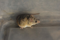 Peromyscus eremicus eremicus