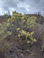 Arctostaphylos rainbowensis