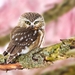 Northern Saw-whet Owl - Photo (c) Zane Shantz, some rights reserved (CC BY-NC-ND), uploaded by Zane Shantz