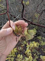 Arctostaphylos rainbowensis