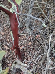 Arctostaphylos rainbowensis