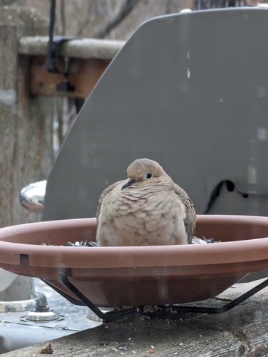 Mourning Dove photographed in Missouri