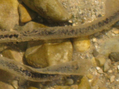 Western Common Toad photo 4