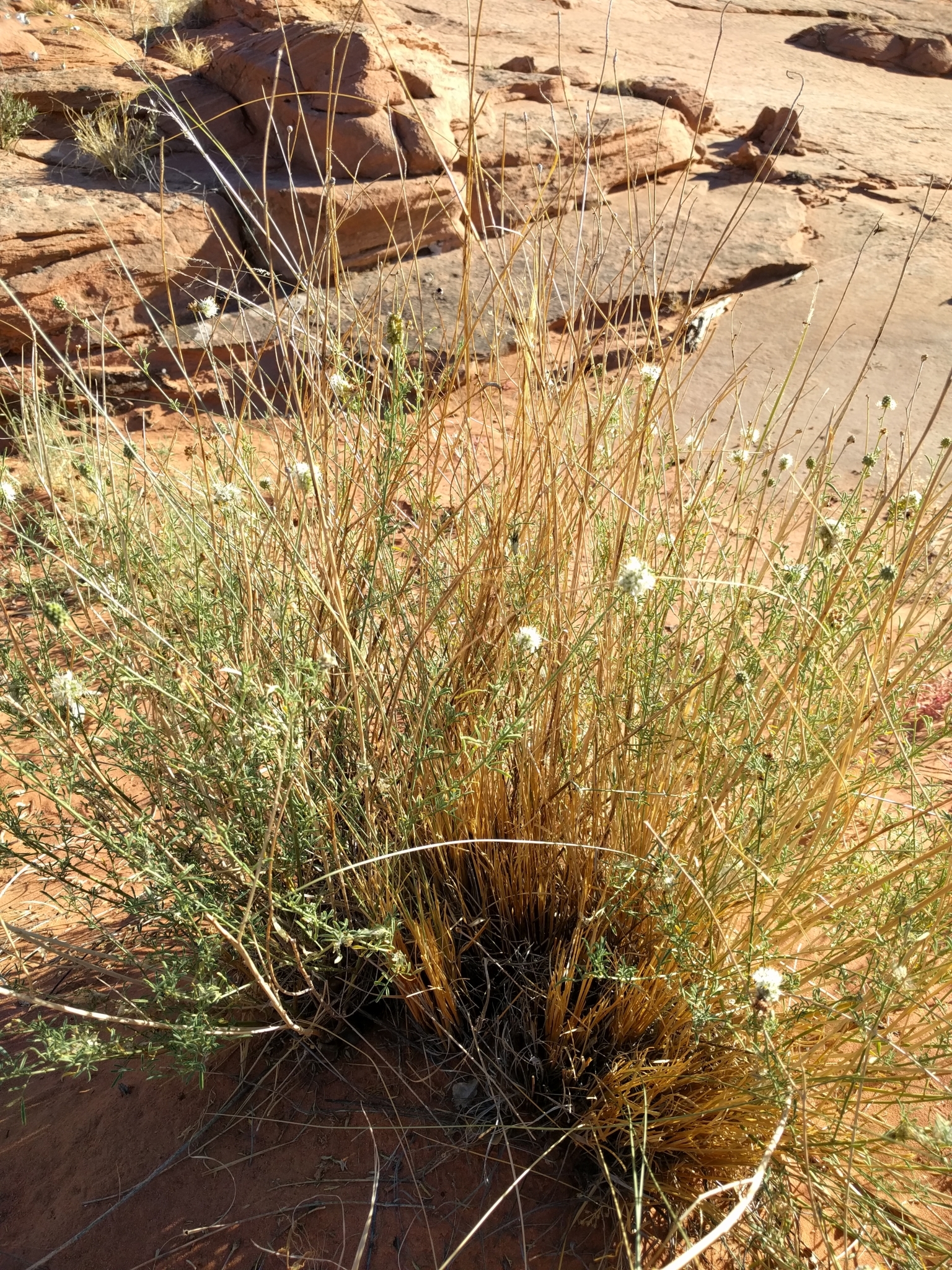 Dalea flavescens
