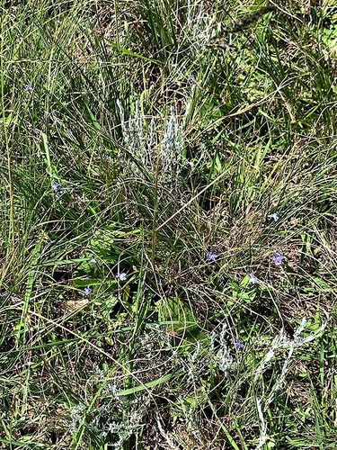 Lobelia flaccida subsp. flaccida image