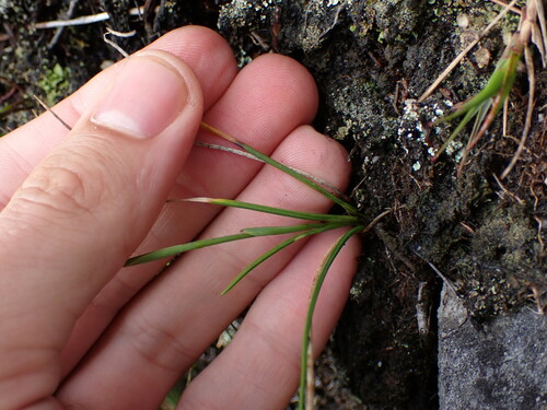 Image of Geissorhiza fourcadei by (c) Ren Hoekstra, some rights reserved (CC BY)