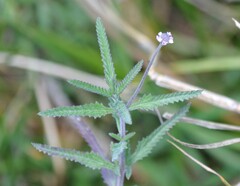 Lippia stoechadifolia