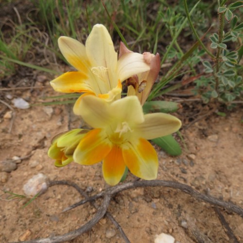 Image of Freesia fergusoniae by (c) Christiaan Viljoen, some rights reserved (CC BY)