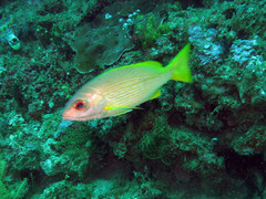 Indian Snapper photo 2
