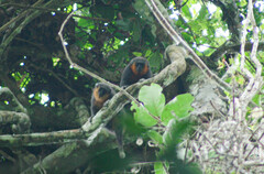 Prince Bernhard's Titi Monkey photo 3