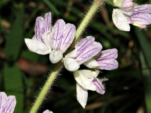 Equilabium laxiflorum image