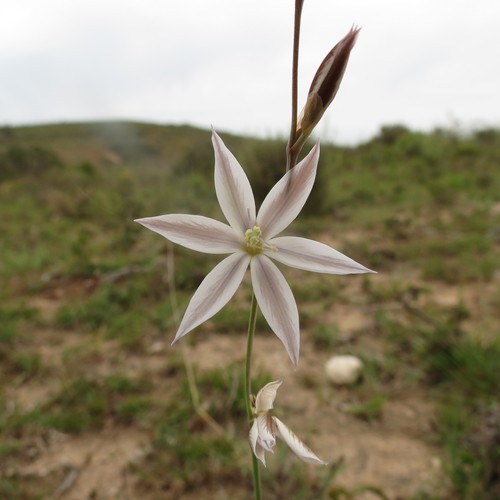 Image of Gladiolus stellatus by (c) Christiaan Viljoen, some rights reserved (CC BY)