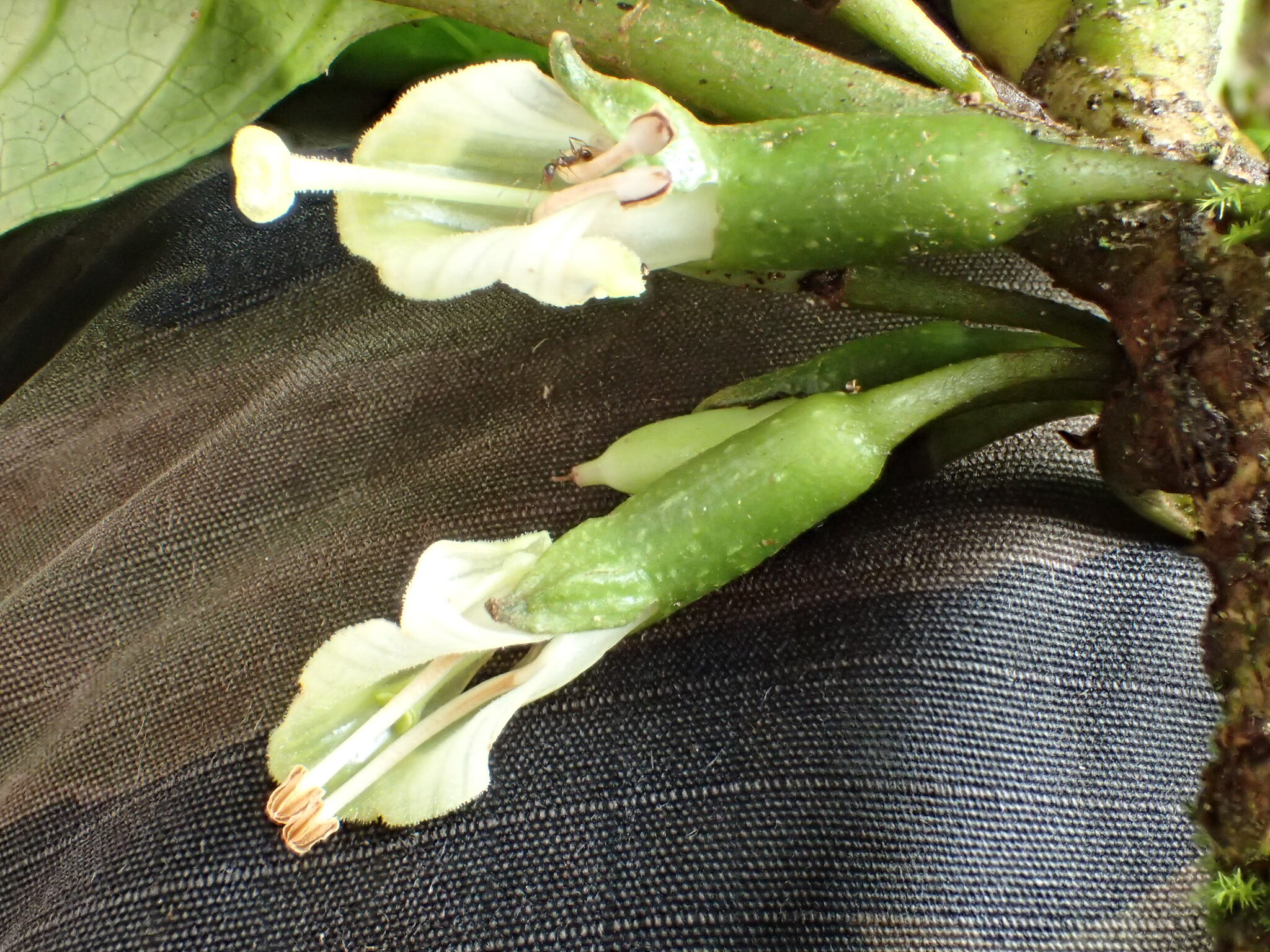 Cyrtandra richii