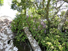 Plectranthus fruticosus image