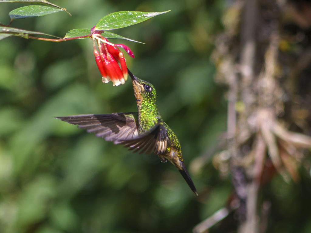 Buff-winged Starfrontlet