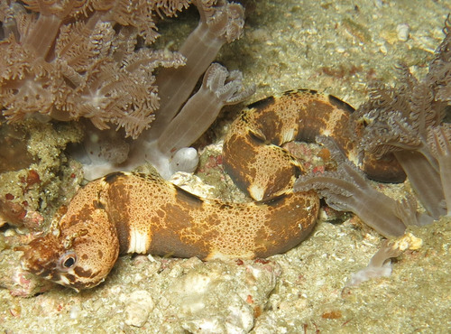Nasal-flap moray — seen at this dive site