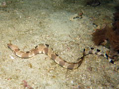 Nasal-Flap Moray photo 4