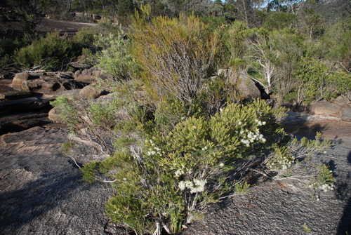 Tea Tree (Melaleuca alternifolia)