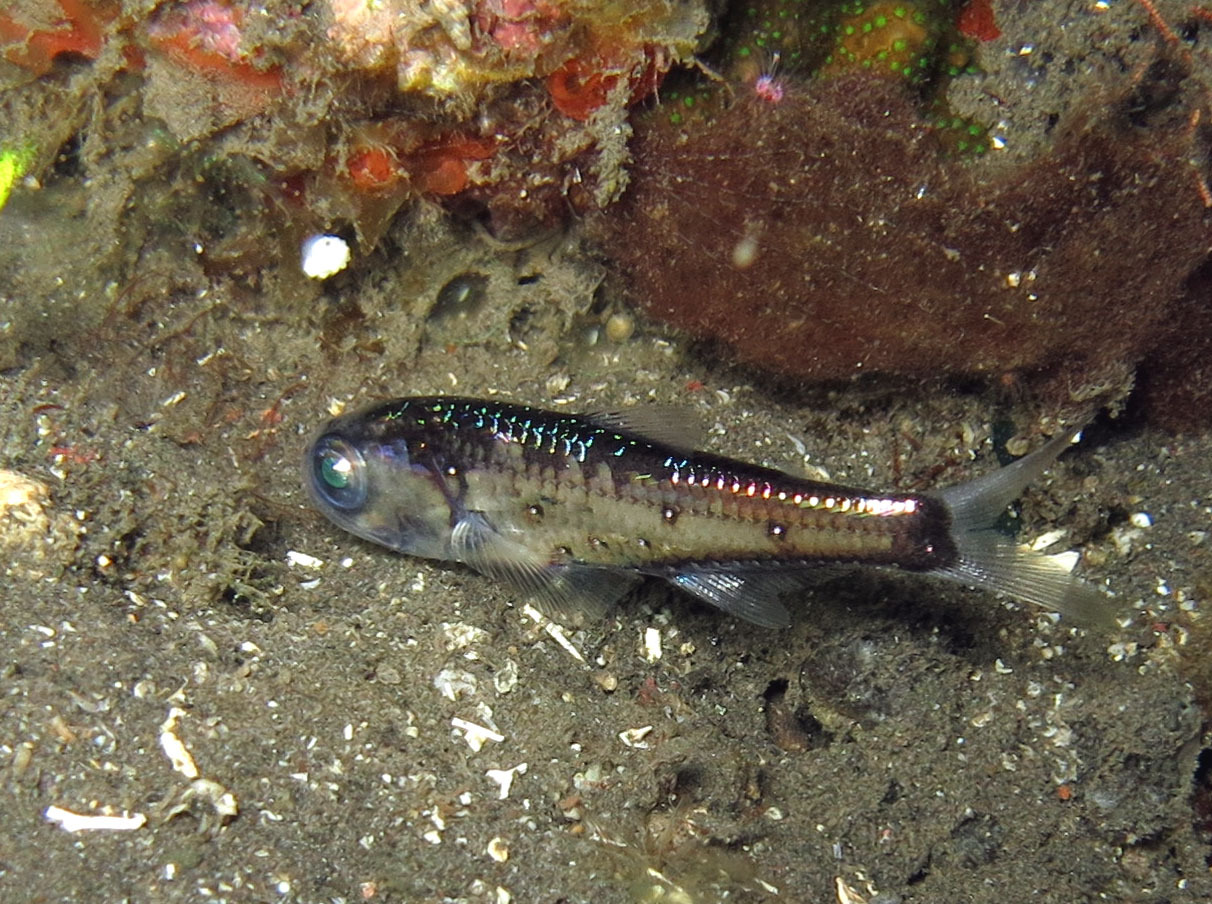Spinycheek Lanternfish photo 2