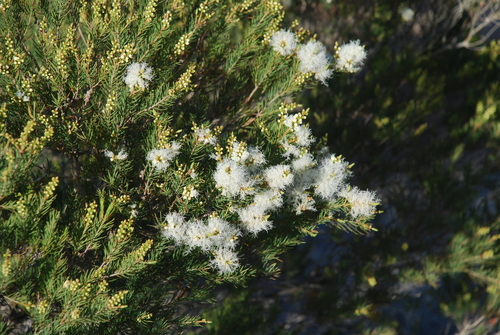 Melaleuca alternifolia