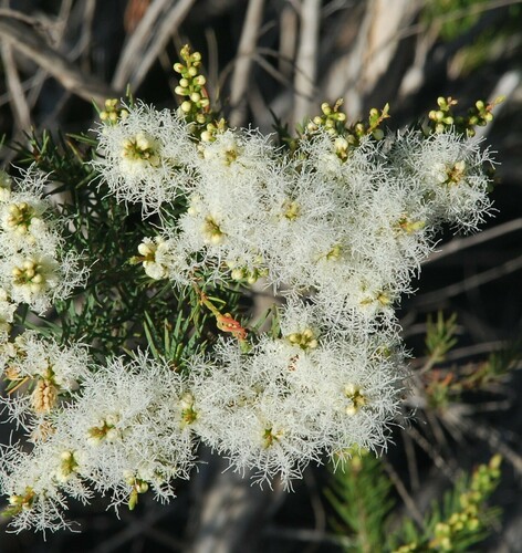 Melaleuca alternifolia