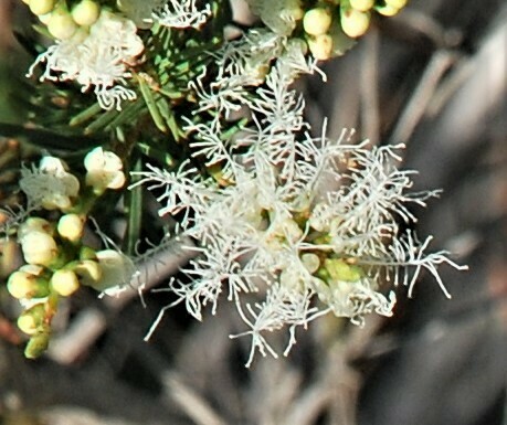 Image of Melaleuca alternifolia by (c) Татьяна Максимова, some rights reserved (CC BY)