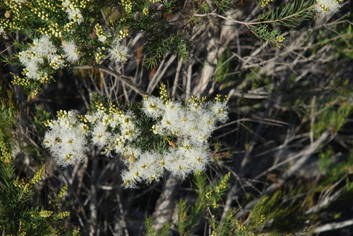 Melaleuca alternifolia