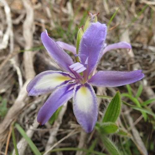 Image of Langeberg Bobbejaantjie (Babiana fourcadei) by (c) Christiaan Viljoen, some rights reserved (CC BY)