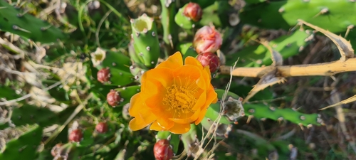 Image of Opuntia elata by (c) Luísa Moura, some rights reserved (CC BY)