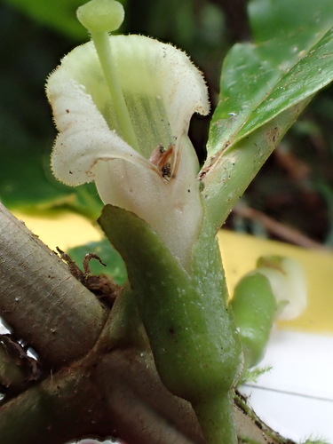 Cyrtandra richii observed 2016-06-13