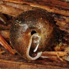 Euchemotrema fraternum