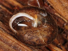 Euchemotrema fraternum