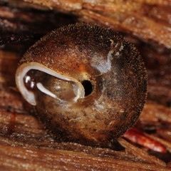 Euchemotrema fraternum