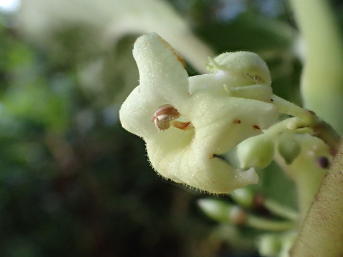 Cyrtandra samoensis