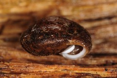 Euchemotrema fraternum