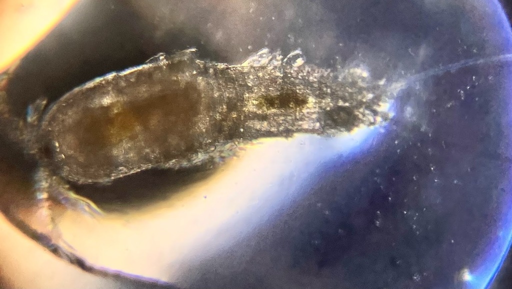 Attheyella nordenskioldii