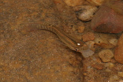 Aplocheilus lineatus