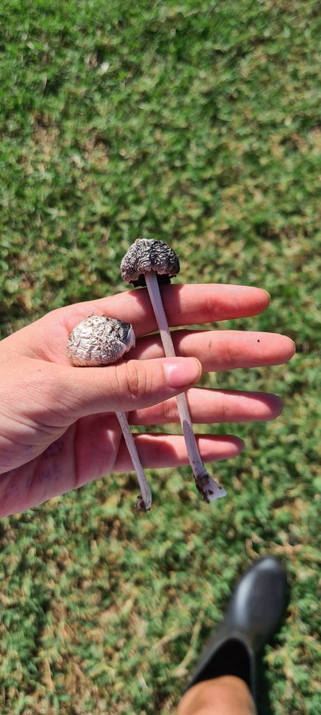 Panaeolus antillarum · March 2023 · photo: © lusa8 (iNaturalist, cc-by)