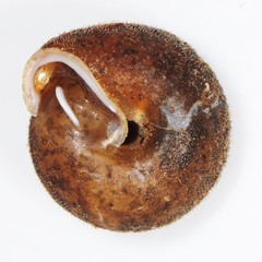 Euchemotrema fraternum