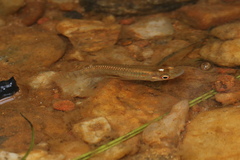 Aplocheilus lineatus