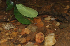 Aplocheilus lineatus