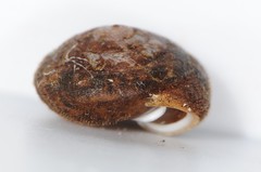 Euchemotrema fraternum