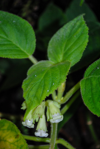Cyrtandra spathulata observed 2009-05-13
