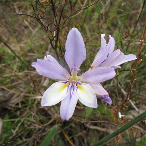 Image of Langeberg Bobbejaantjie (Babiana fourcadei) by (c) Christiaan Viljoen, some rights reserved (CC BY)