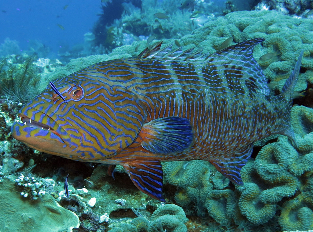 Blue-Lined Coral Trout