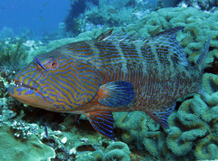 Blue-Lined Coral Trout photo 1