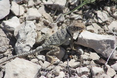 Crotaphytus collaris melanomaculatus