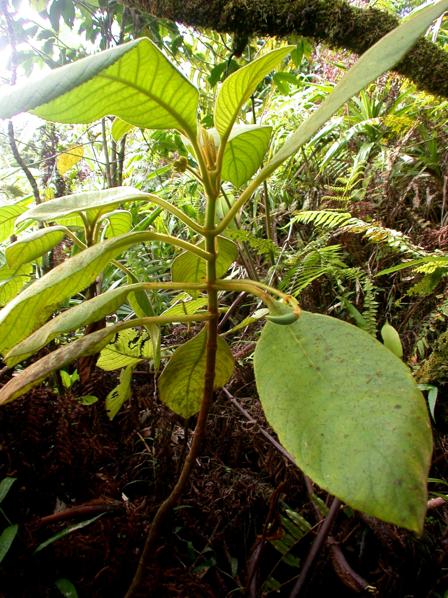 Cyrtandra tahuatensis