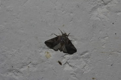Aleptina