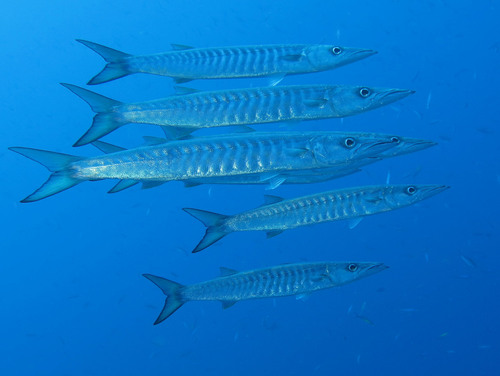 Blackfin Barracuda